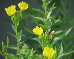 گل مغربی وحشی